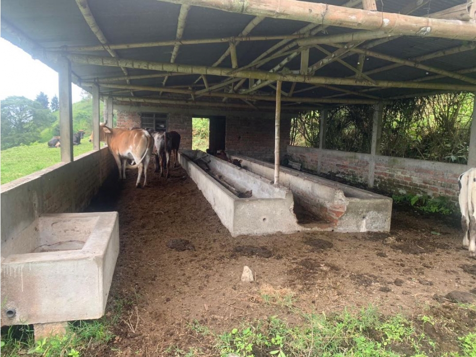 VENDO FINCA PRODUCTIVA DE 13 HECTAREAS CERCA ARMENIA - QUINDIO - 4