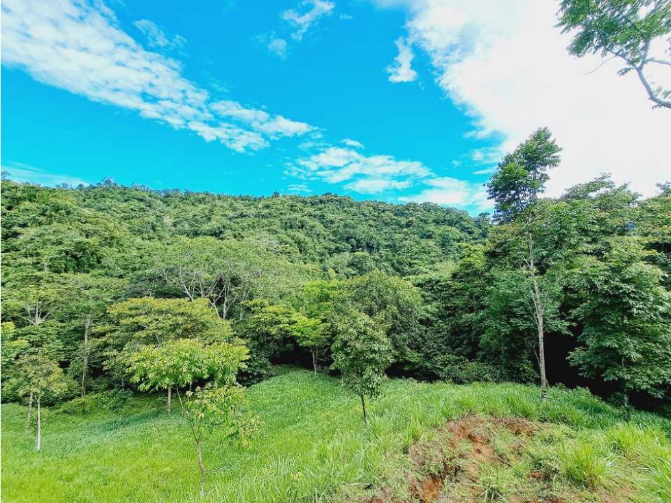 VENDO FINCA 125 HA-CON BOSQUE Y RIO DE AGUA VIVA - 5