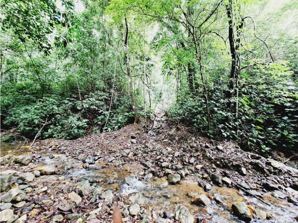 VENDO FINCA 125 HA-CON BOSQUE Y RIO DE AGUA VIVA - 3