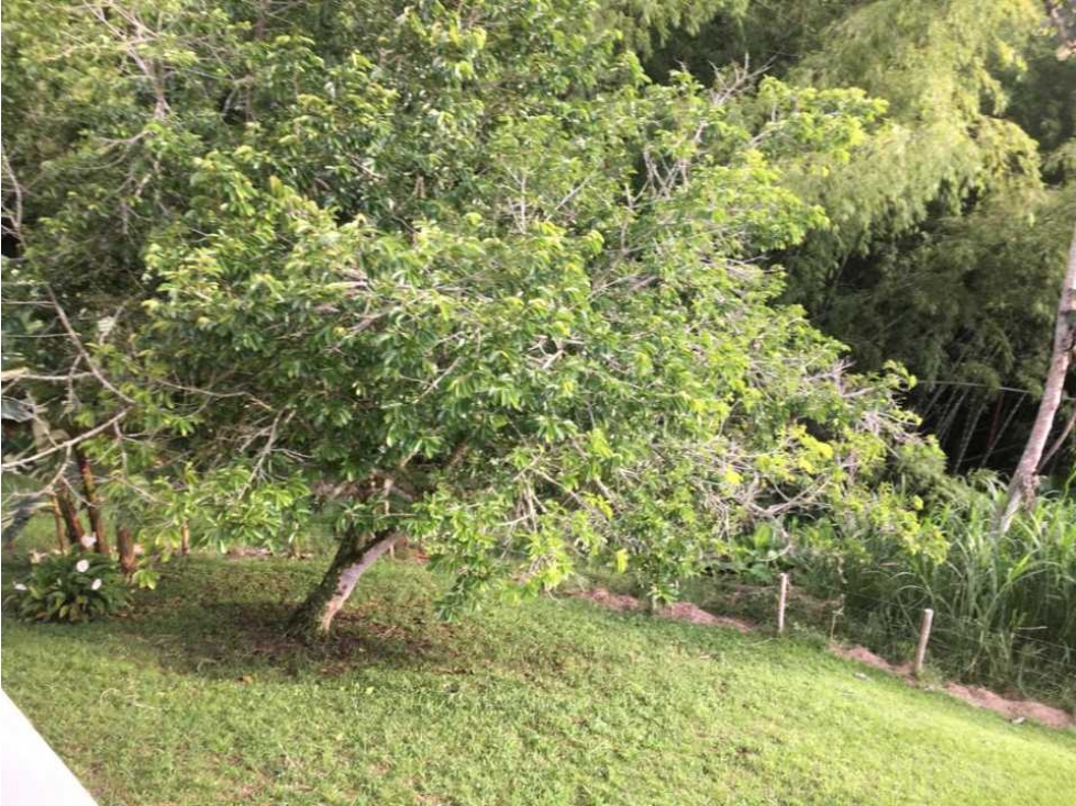VENDO FINCA CON MAS DE UNA CUADRA DE TERRENO HERMOSA VISTA — foto 4