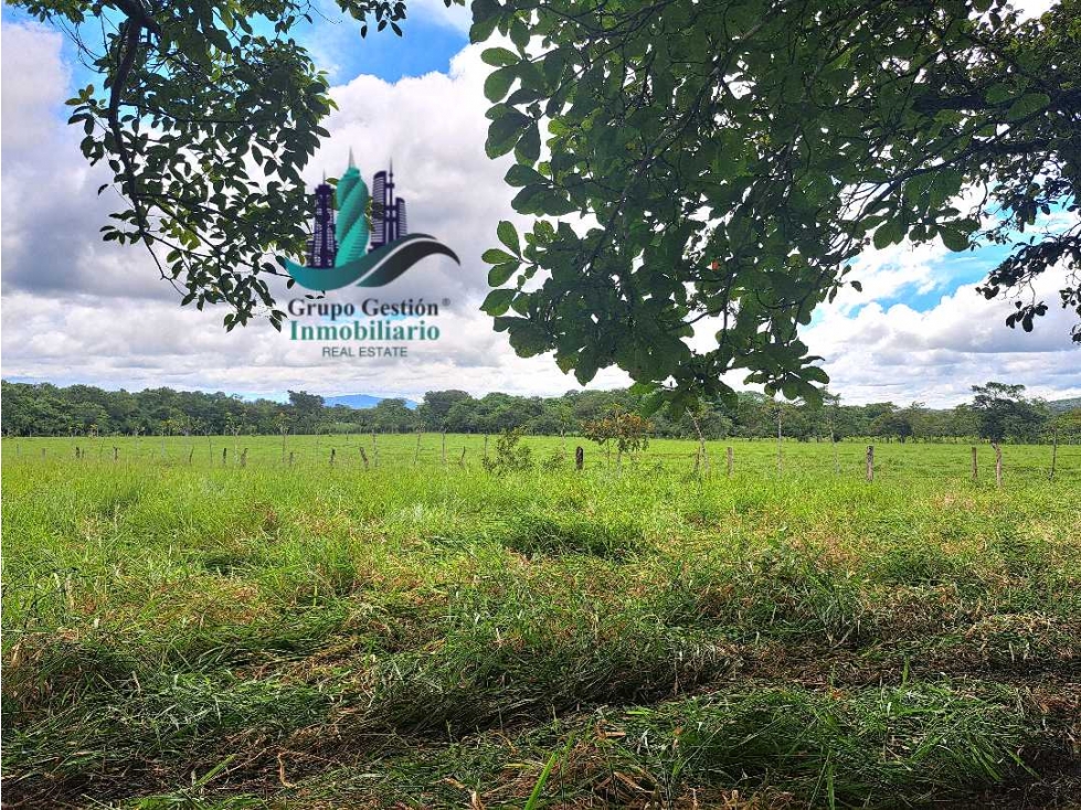 VENDO FINCA DD 5HECTAREAS PLANAS - 4