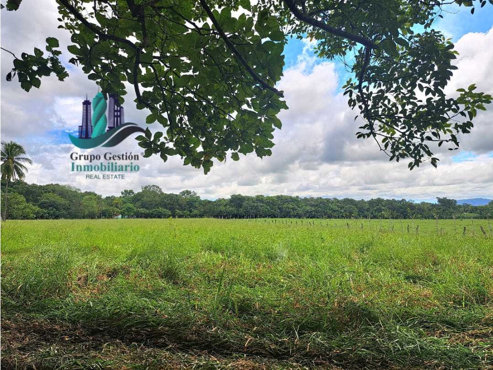 VENDO FINCA DD 5HECTAREAS PLANAS - 5