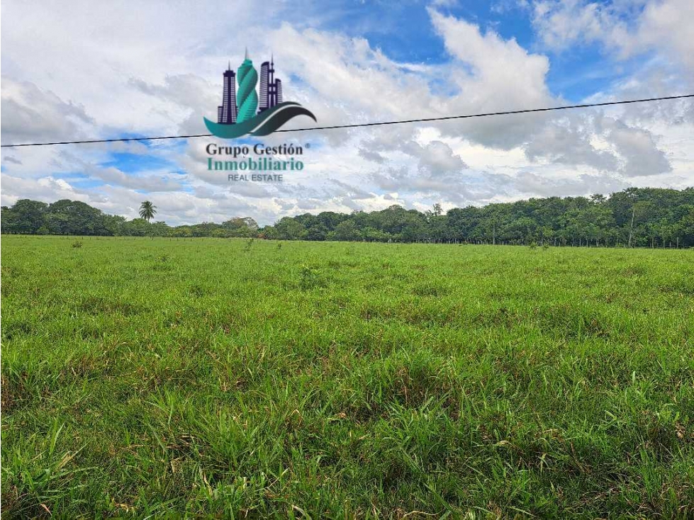 VENDO FINCA DD 5HECTAREAS PLANAS - 6