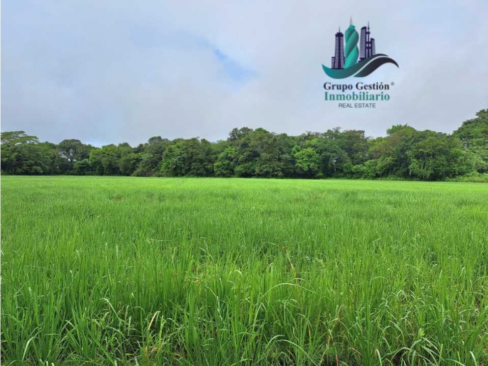 VENDO FINCA DE 10HECTAREAS + PROGRESO - 3