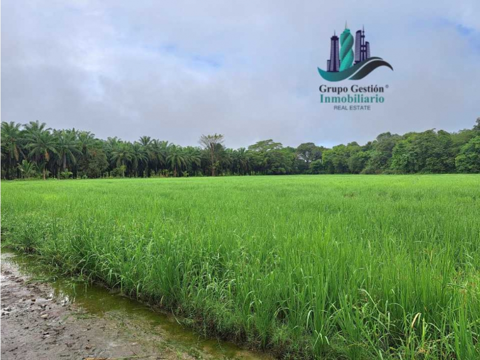 VENDO FINCA DE 10HECTAREAS + PROGRESO - 4