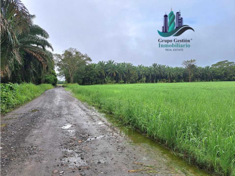 VENDO FINCA DE 10HECTAREAS + PROGRESO - 5