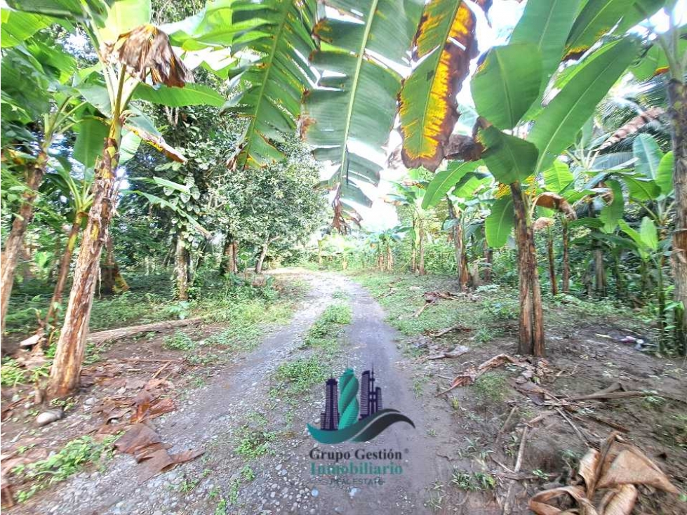 VENDO FINCA DE 10HECTAREAS + PROGRESO - 6
