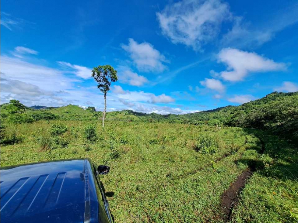 VENDO FINCA DE 116HECTAREAS MECANIZABLES - 3