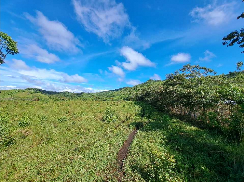 VENDO FINCA DE 116HECTAREAS MECANIZABLES - 4