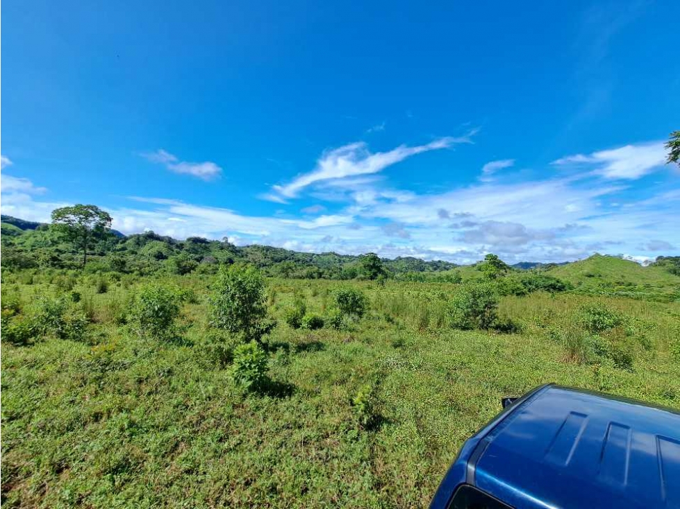 VENDO FINCA DE 116HECTAREAS MECANIZABLES - 5