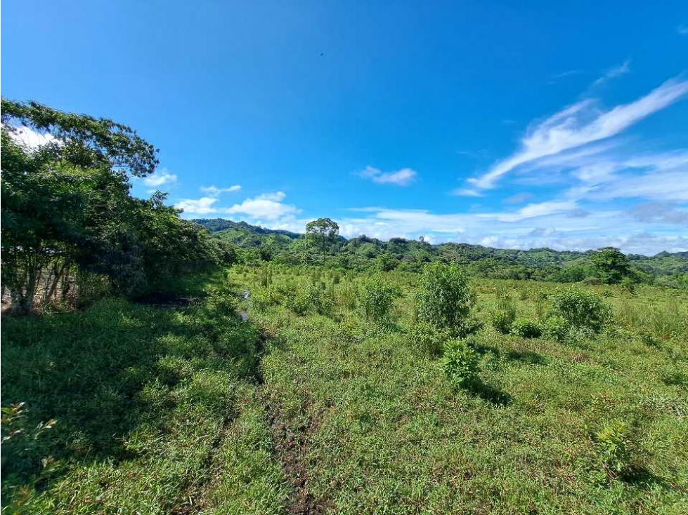 VENDO FINCA DE 116HECTAREAS MECANIZABLES - 6