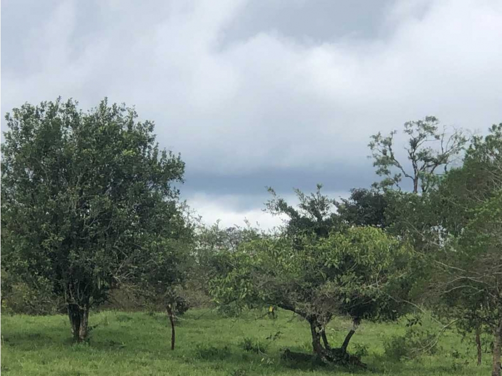 VENDO FINCA DE 12 HECTAREAS Cuesta de PIEDRA - 5