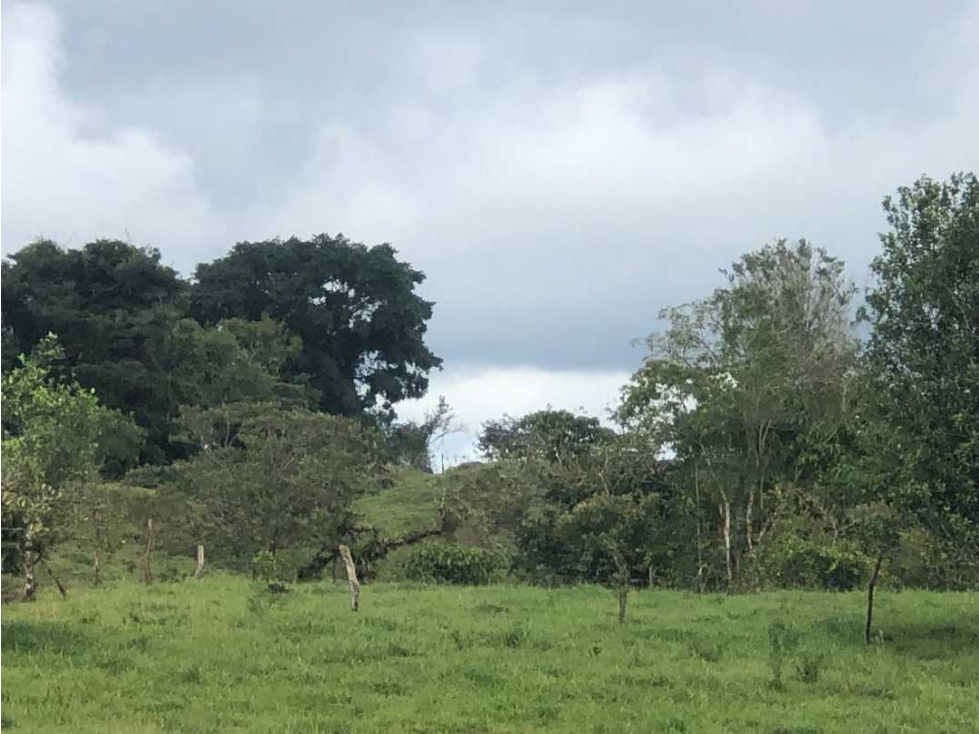 VENDO FINCA DE 12 HECTAREAS Cuesta de PIEDRA - 6