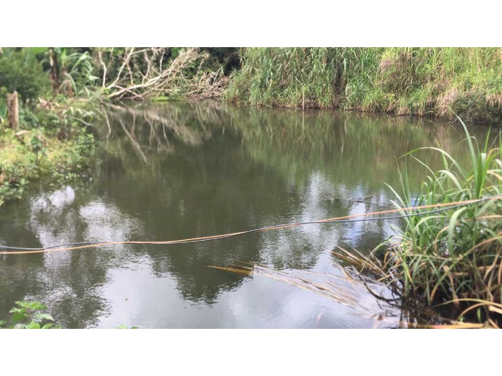 VENDO FINCA DE 132 HECTAREAS CAÑAS GORDAS - 1
