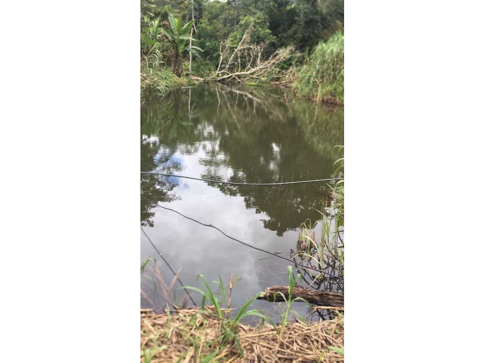 VENDO FINCA DE 132 HECTAREAS CAÑAS GORDAS - 2