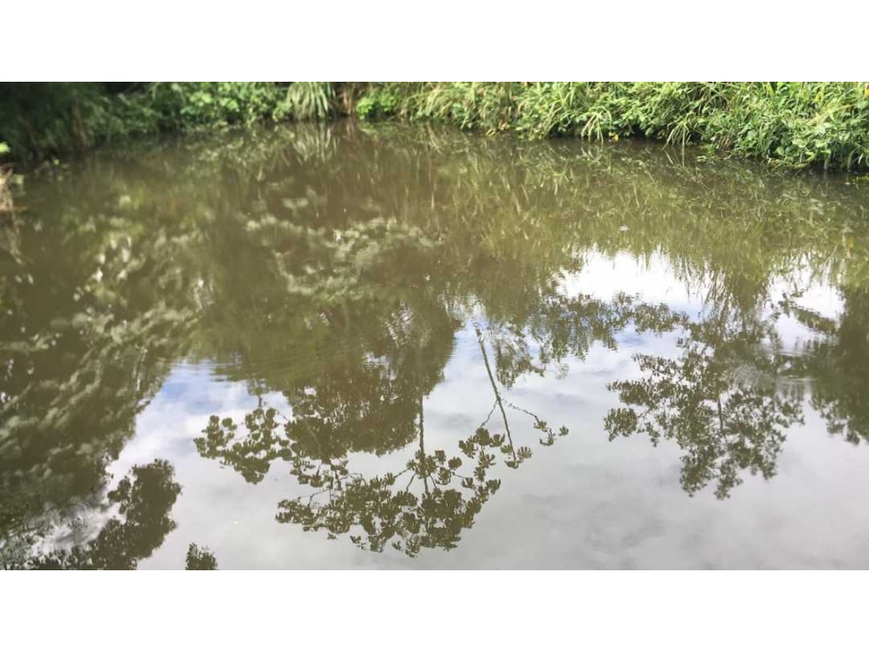 VENDO FINCA DE 132 HECTAREAS CAÑAS GORDAS - 3