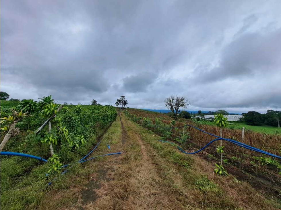 VENDO FINCA DE 132 HECTAREAS CAÑAS GORDAS - 4