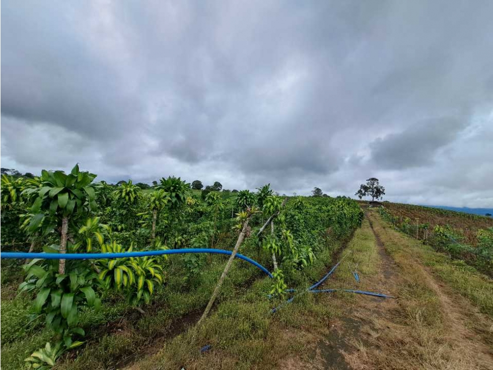 VENDO FINCA DE 132 HECTAREAS CAÑAS GORDAS - 5