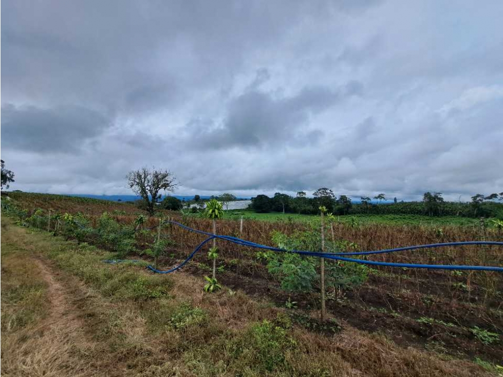 VENDO FINCA DE 132 HECTAREAS CAÑAS GORDAS - 6
