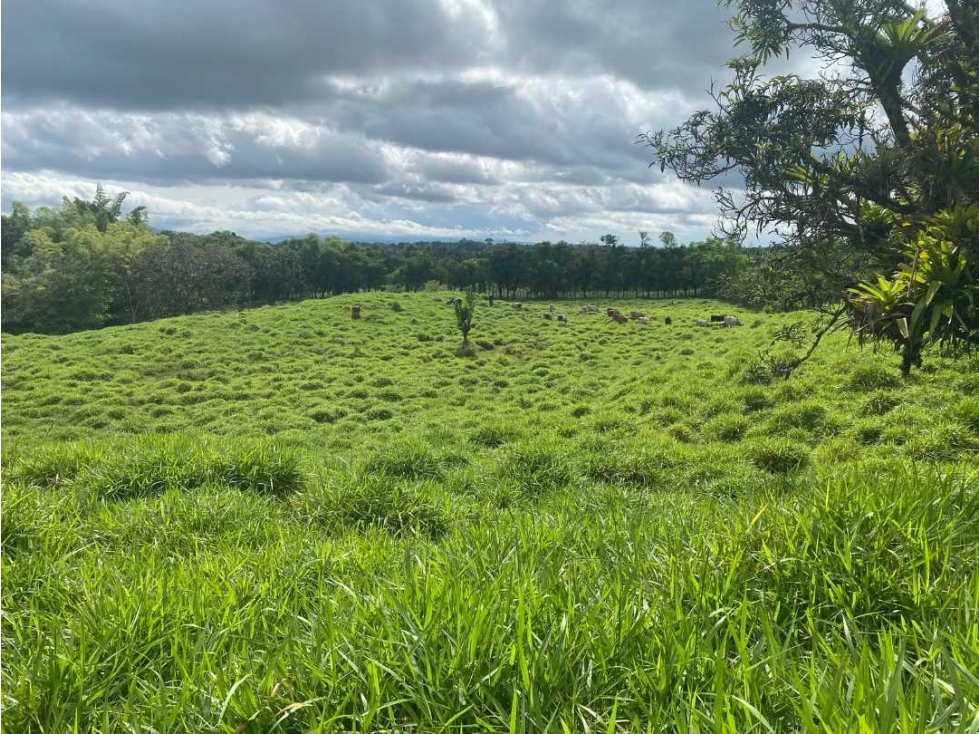 VENDO FINCA DE 13 HA san andres - 2