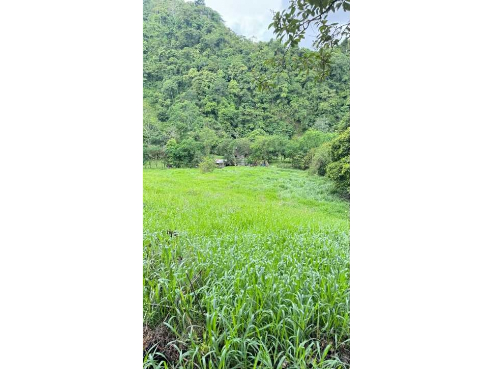 VENDO FINCA DE 145HECTAREAS RENACIMIENTO - 2