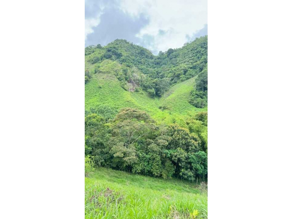 VENDO FINCA DE 145HECTAREAS RENACIMIENTO - 4