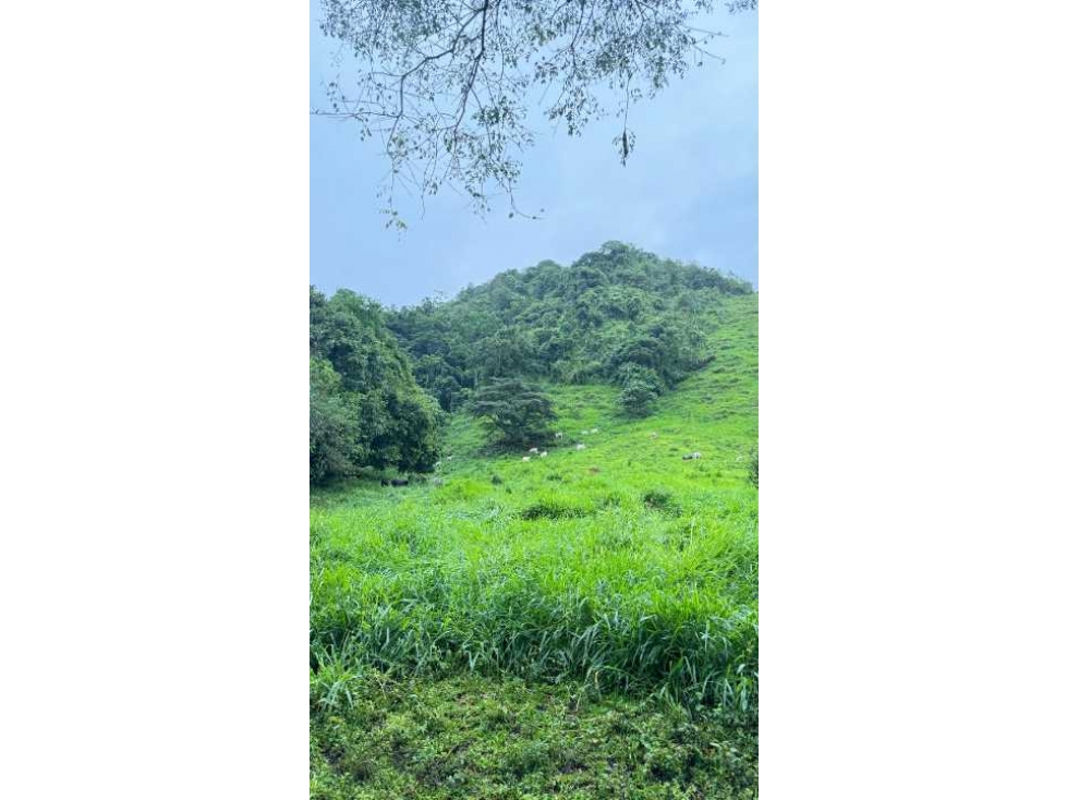 VENDO FINCA DE 145HECTAREAS RENACIMIENTO - 5