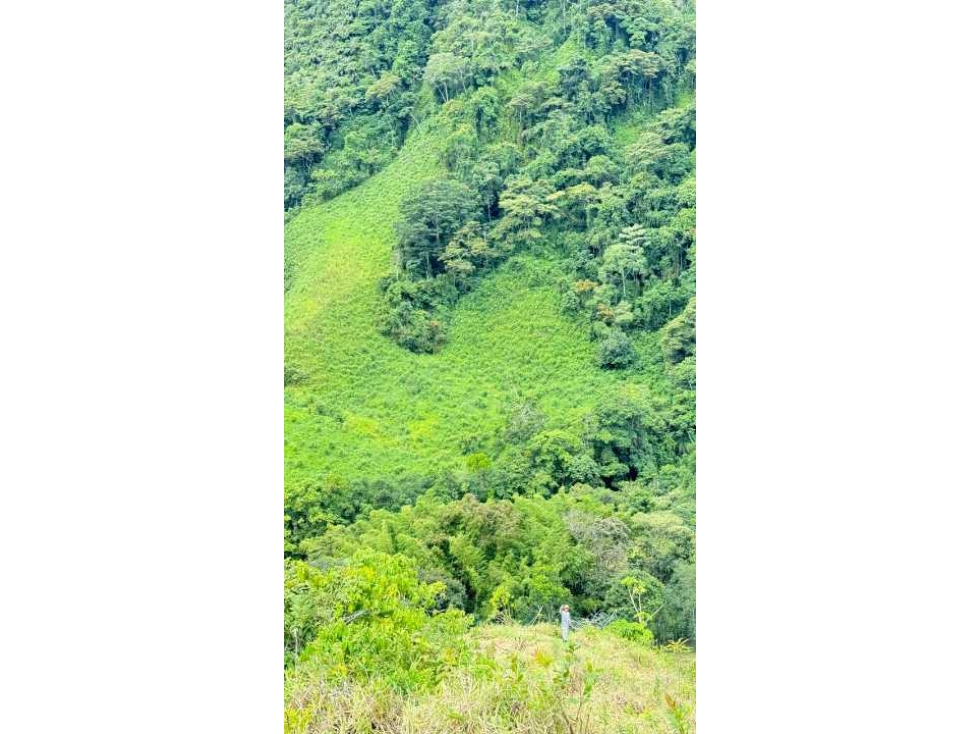 VENDO FINCA DE 145HECTAREAS RENACIMIENTO - 6