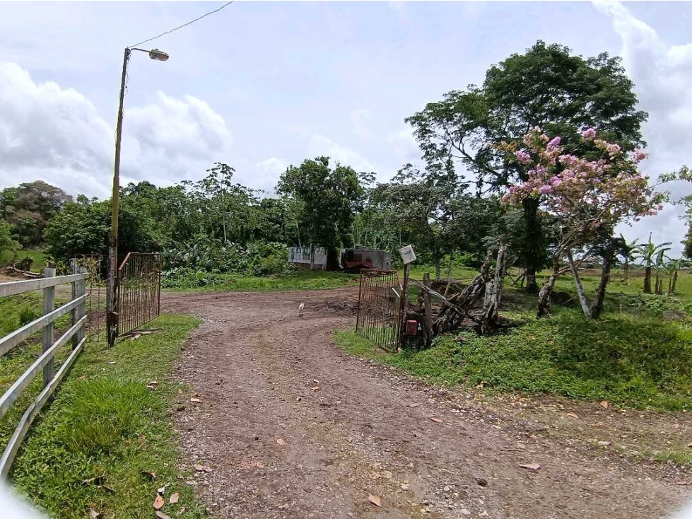 VENDO FINCA DE 165HA plana Siembros Bugaba - 3
