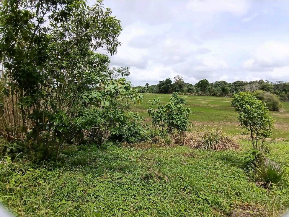 VENDO FINCA DE 165HA plana Siembros Bugaba - 6