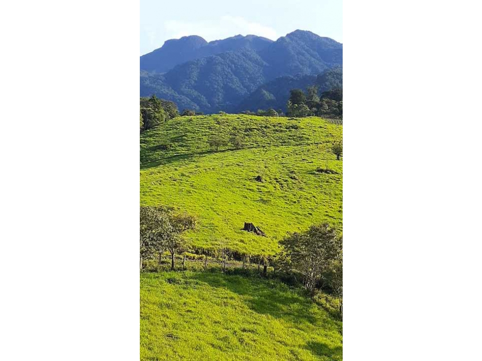 VENDO FINCA DE 18HECTAREAS FALDAS VOLCAN - 2