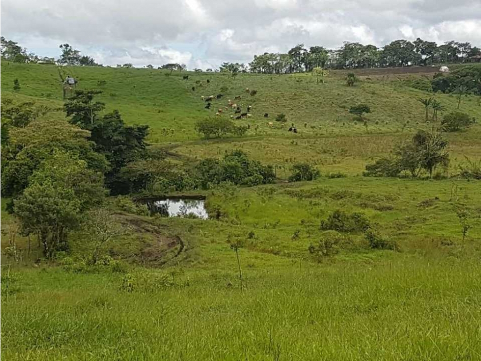 VENDO FINCA DE 20 HECTAREAS + SANTA CLARA - 4
