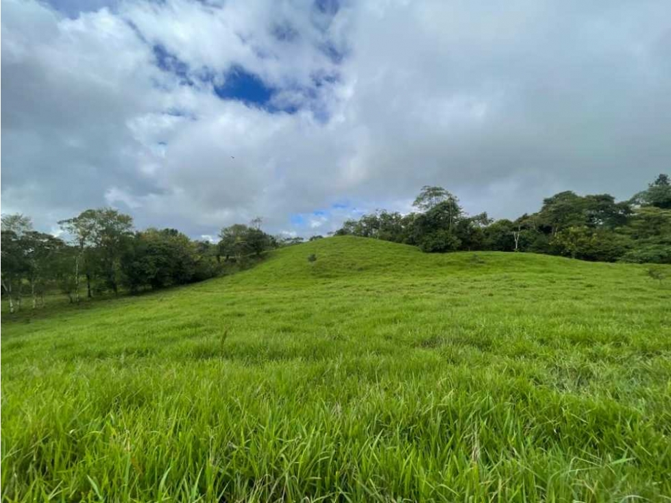 VENDO FINCA DE 21 HECTAREAS POTRERILLOS - 2
