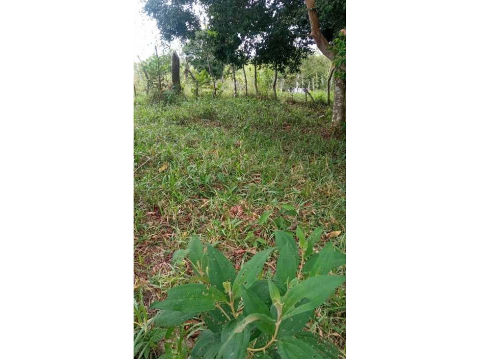 VENDO FINCA DE 21 HECTAREAS POTRERILLOS - 5