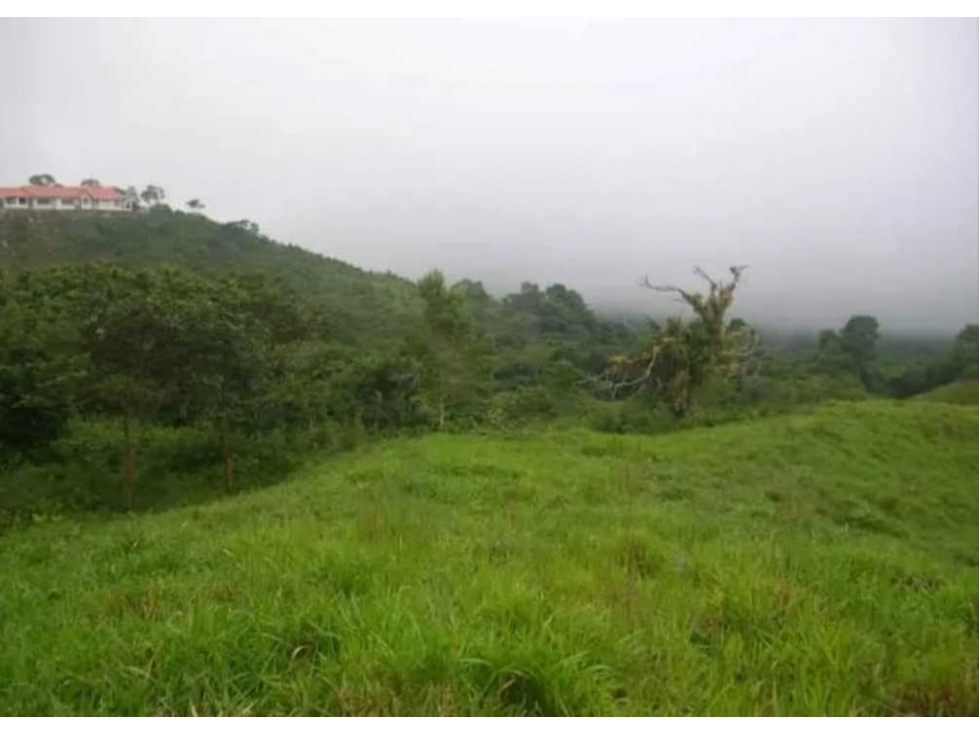 VENDO FINCA DE 21 HECTAREAS POTRERILLOS - 6