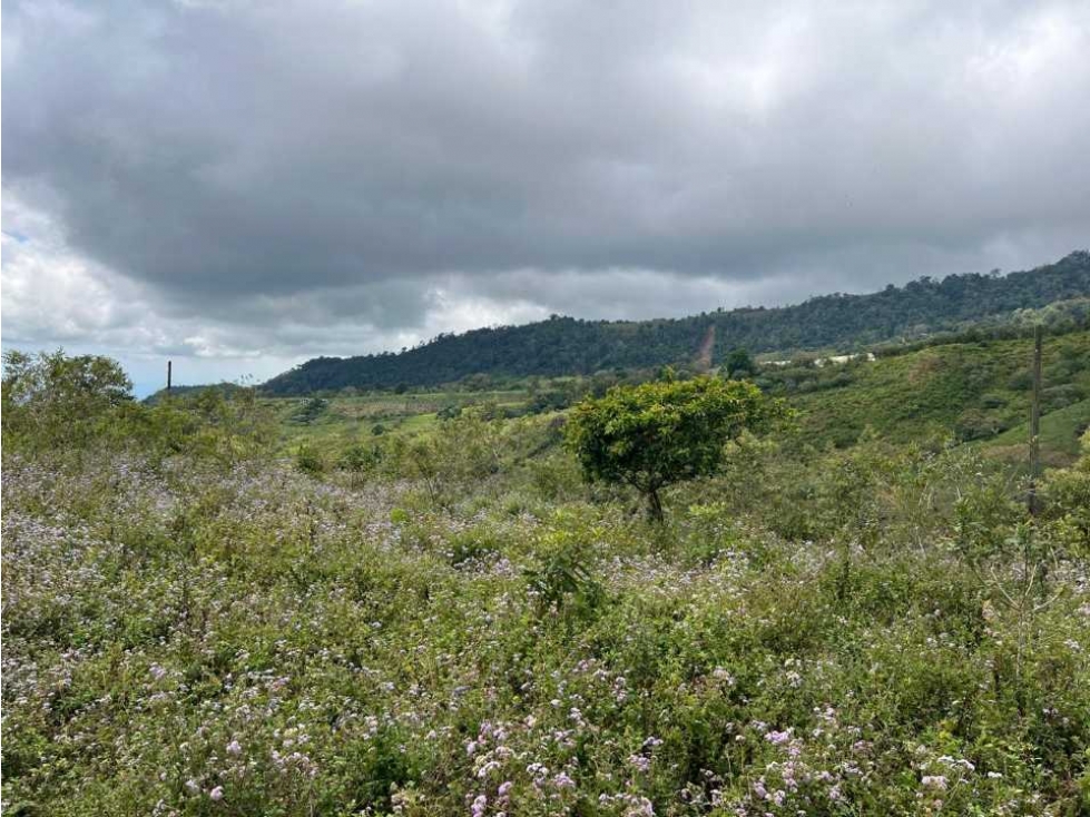 VENDO FINCA DE 23 HECTAREAS + CON AGUA VIVA - 4