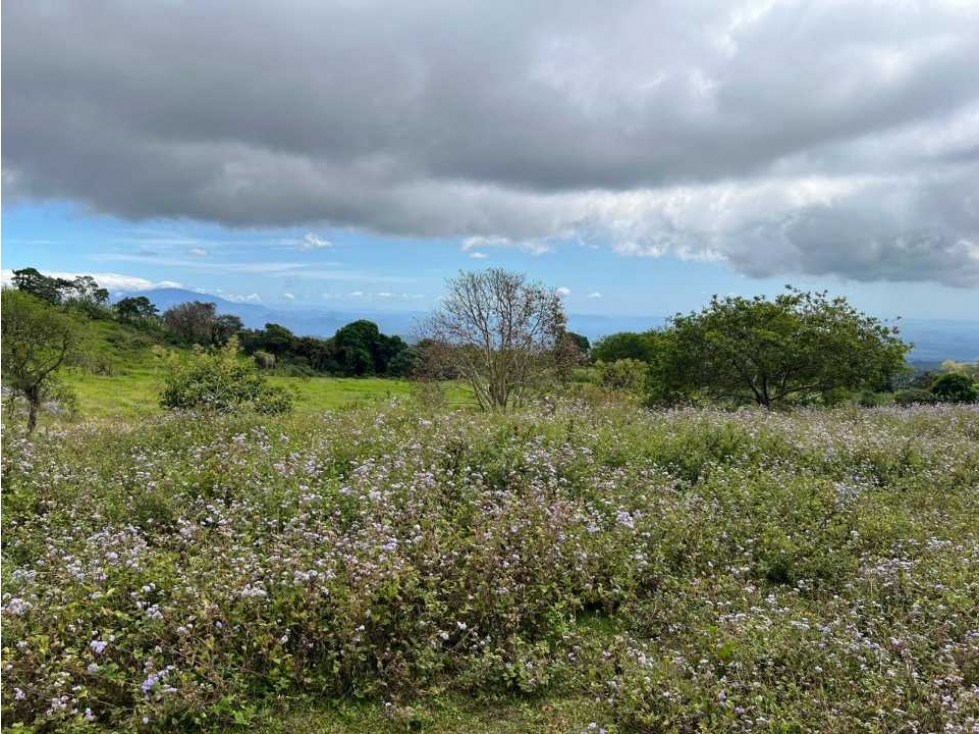 VENDO FINCA DE 23 HECTAREAS + CON AGUA VIVA - 5