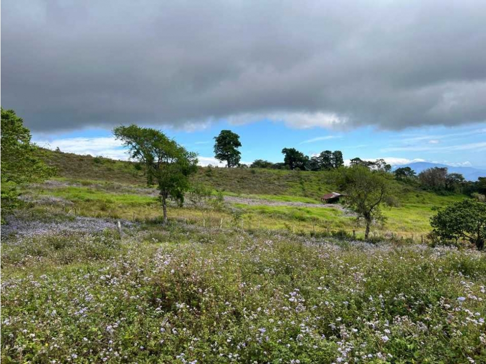 VENDO FINCA DE 23 HECTAREAS + CON AGUA VIVA - 6