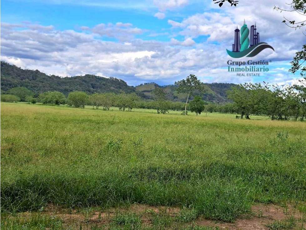 VENDO FINCA DE 25HECTAREAS TOP PLANA A 5 MINUTOS DE DAVID - 1