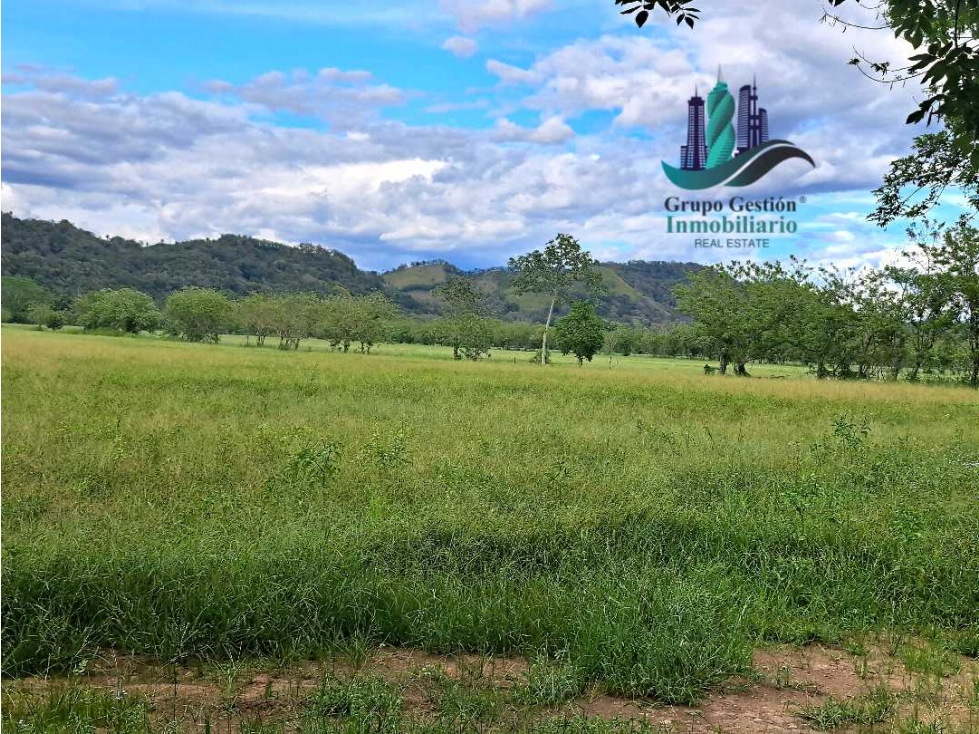 VENDO FINCA DE 25HECTAREAS TOP PLANA A 5 MINUTOS DE DAVID — foto 2