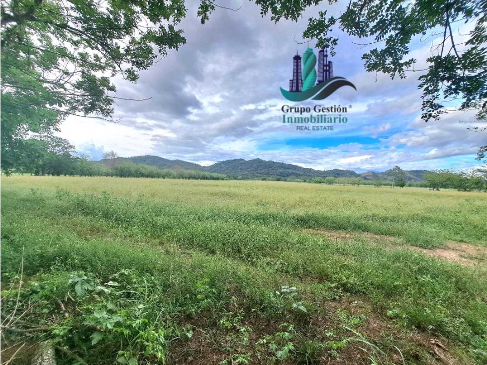 VENDO FINCA DE 25HECTAREAS TOP PLANA A 5 MINUTOS DE DAVID — foto 3