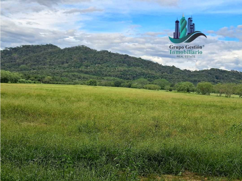 VENDO FINCA DE 25HECTAREAS TOP PLANA A 5 MINUTOS DE DAVID — foto 4