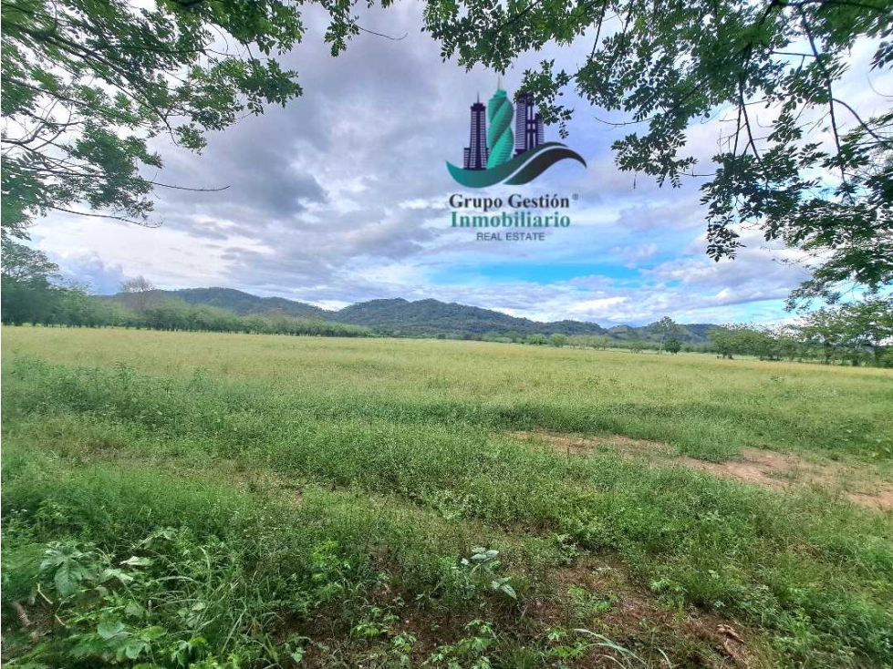 VENDO FINCA DE 25HECTAREAS TOP PLANA A 5 MINUTOS DE DAVID — foto 5