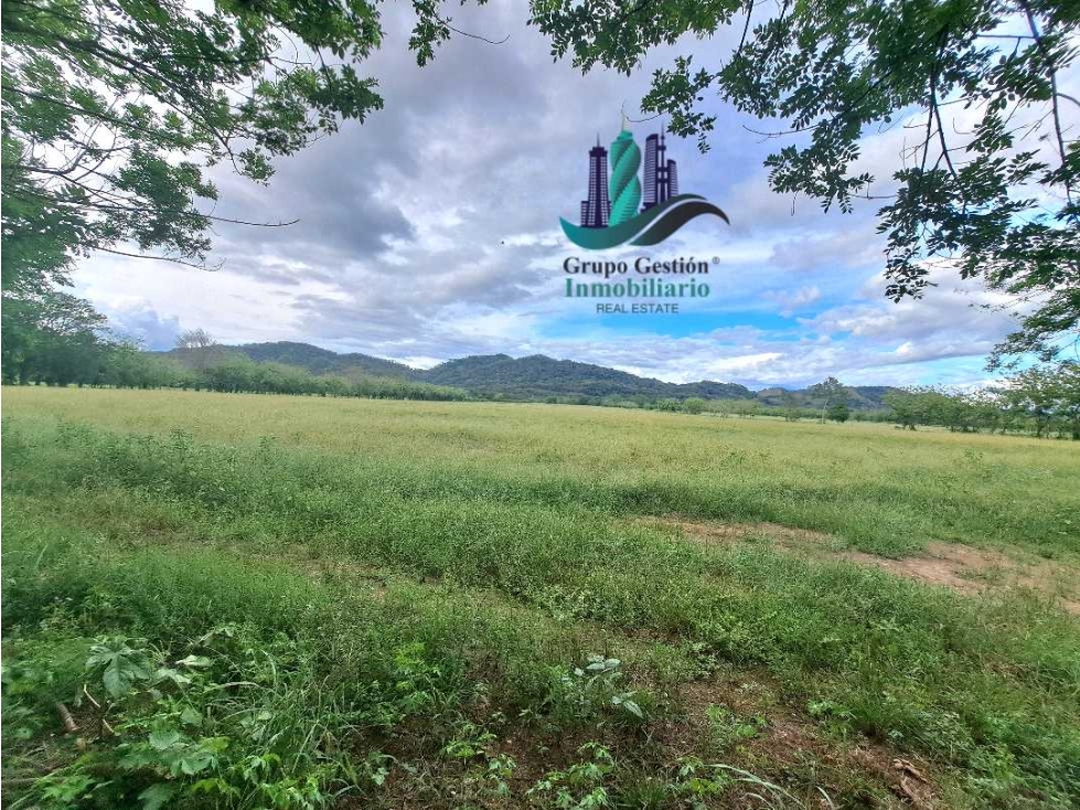 VENDO FINCA DE 25HECTAREAS TOP PLANA A 5 MINUTOS DE DAVID — foto 6