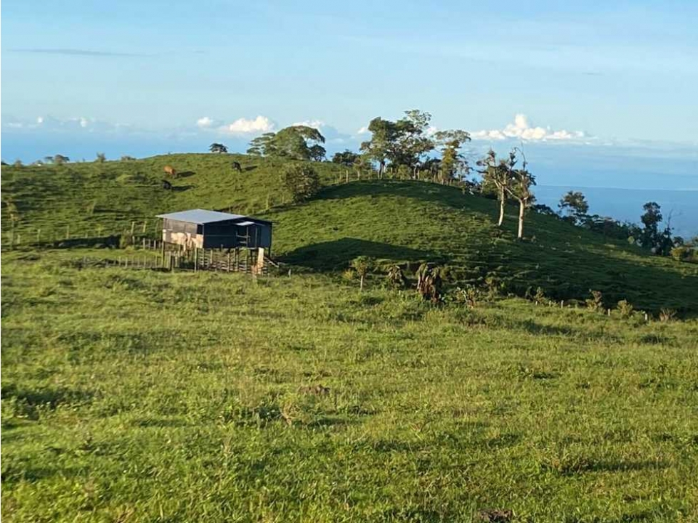 VENDO FINCA DE 368 HECTAREAS COORDILLERA - 3
