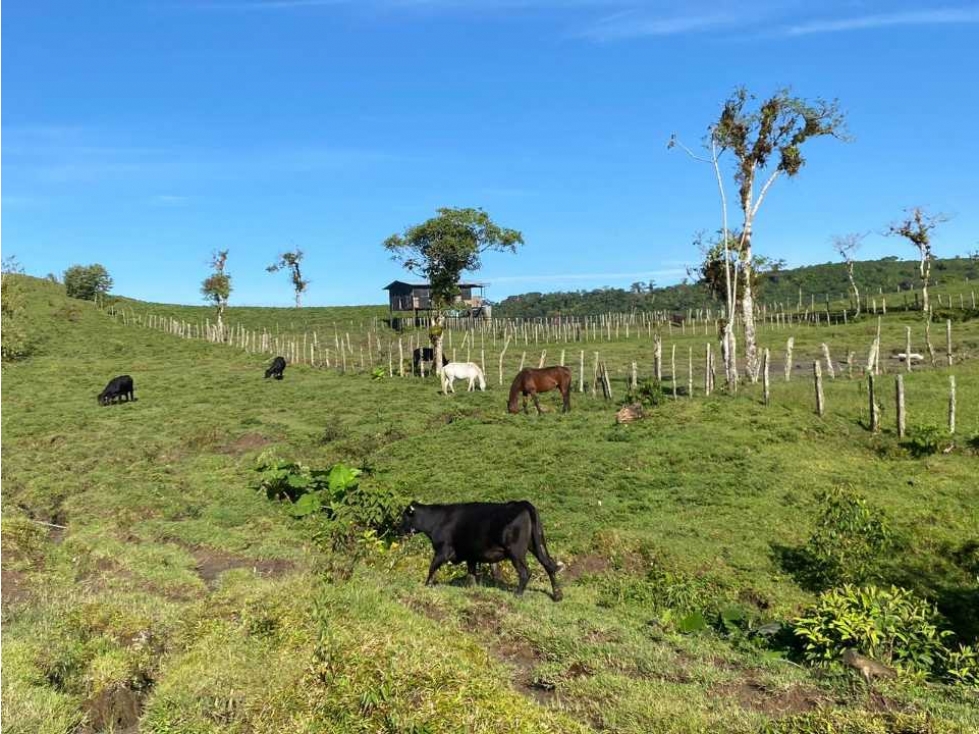 VENDO FINCA DE 368 HECTAREAS COORDILLERA - 5