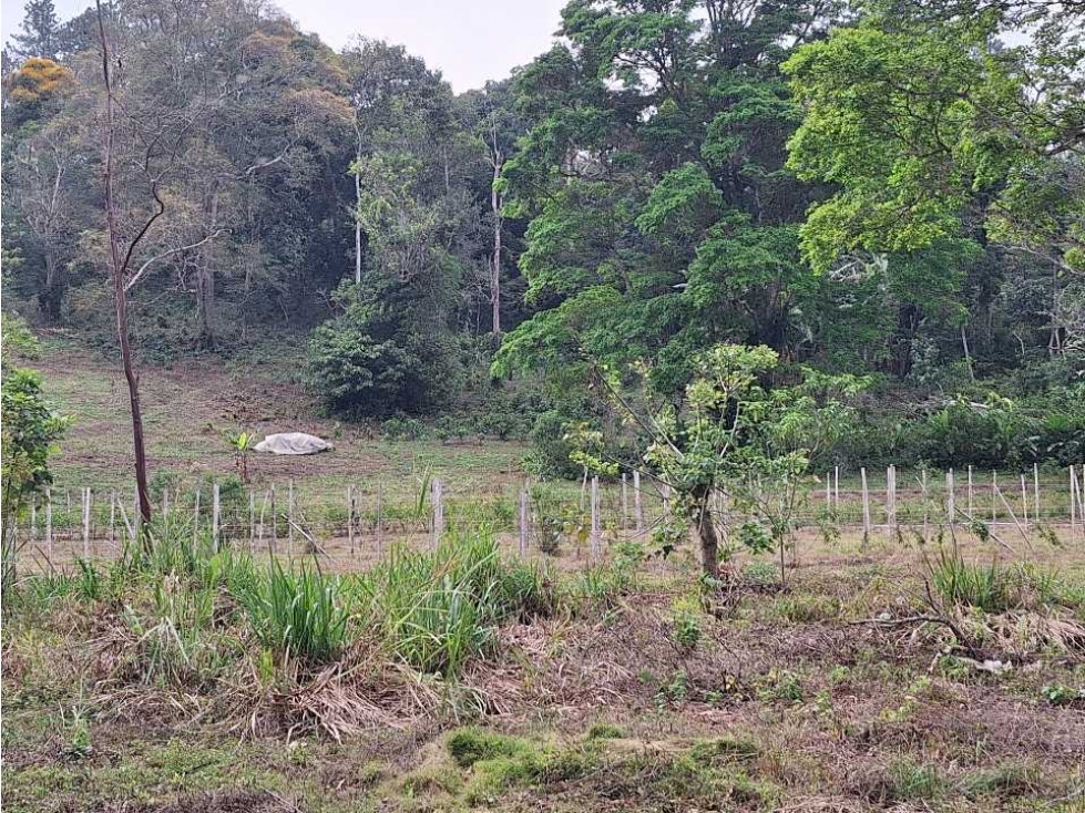 VENDO FINCA DE 4 HECTAREAS Y MEDIA LA UNION - 2