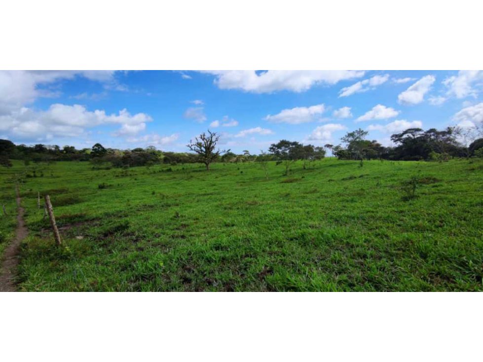 VENDO FINCA DE 195 HECTAREAS EN COORDILLERA CON AGUA VIVA - 2