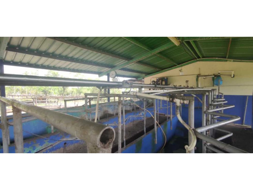 VENDO FINCA DE 195 HECTAREAS EN COORDILLERA CON AGUA VIVA - 3