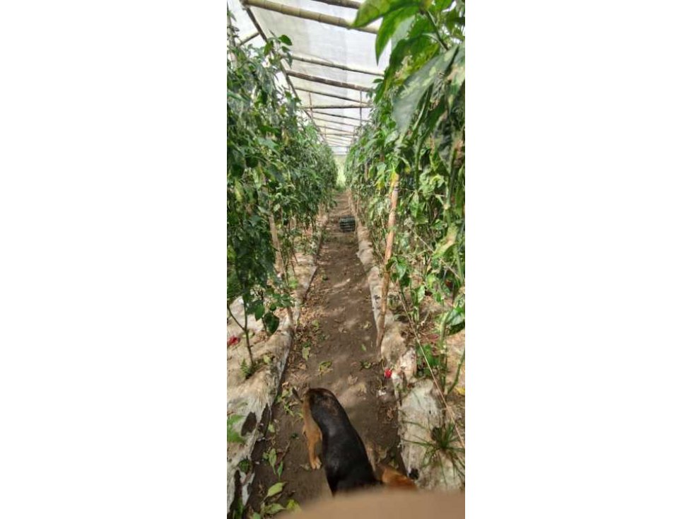 VENDO FINCA DE 195 HECTAREAS EN COORDILLERA CON AGUA VIVA - 5
